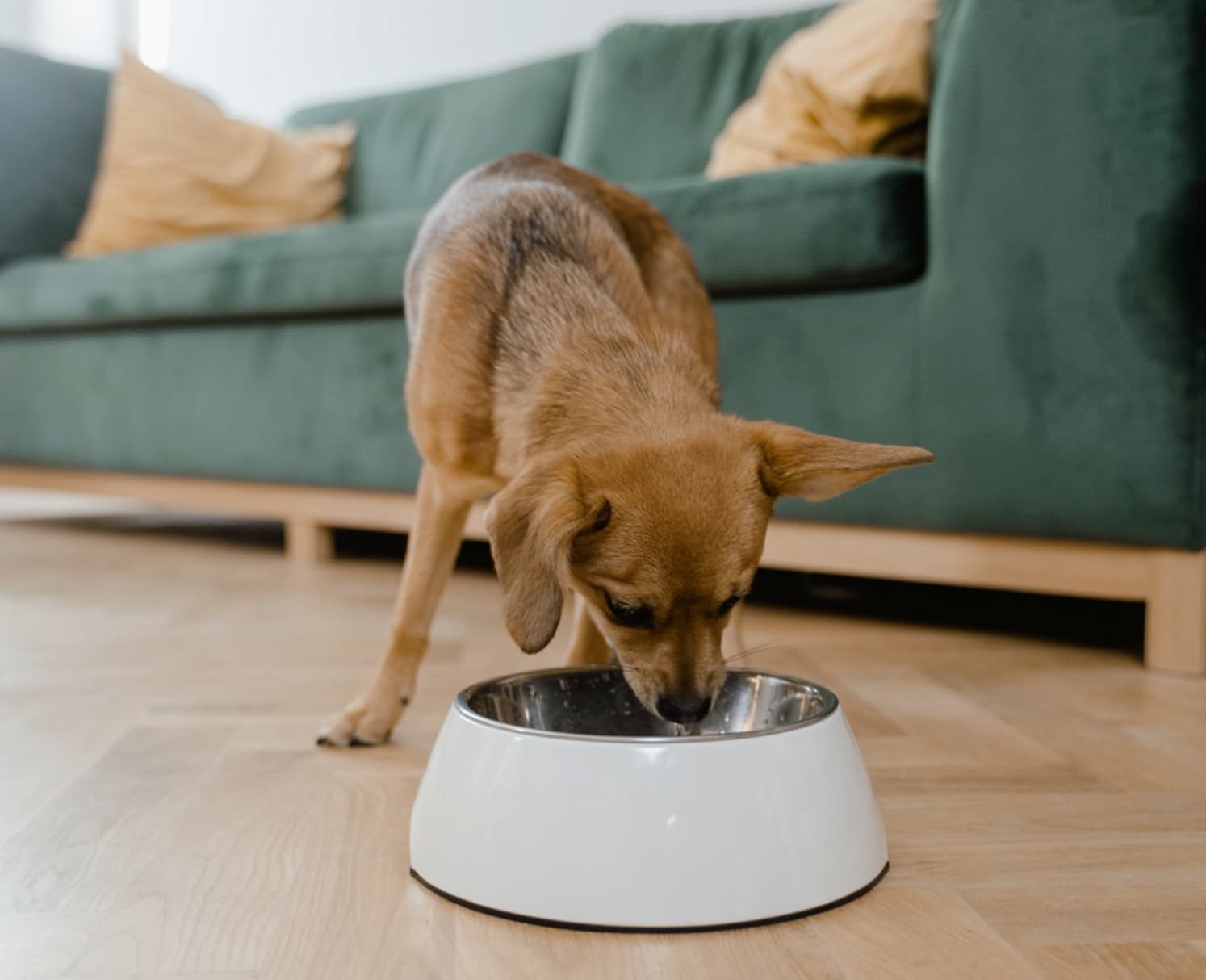 Understanding your pet’s digestive health!